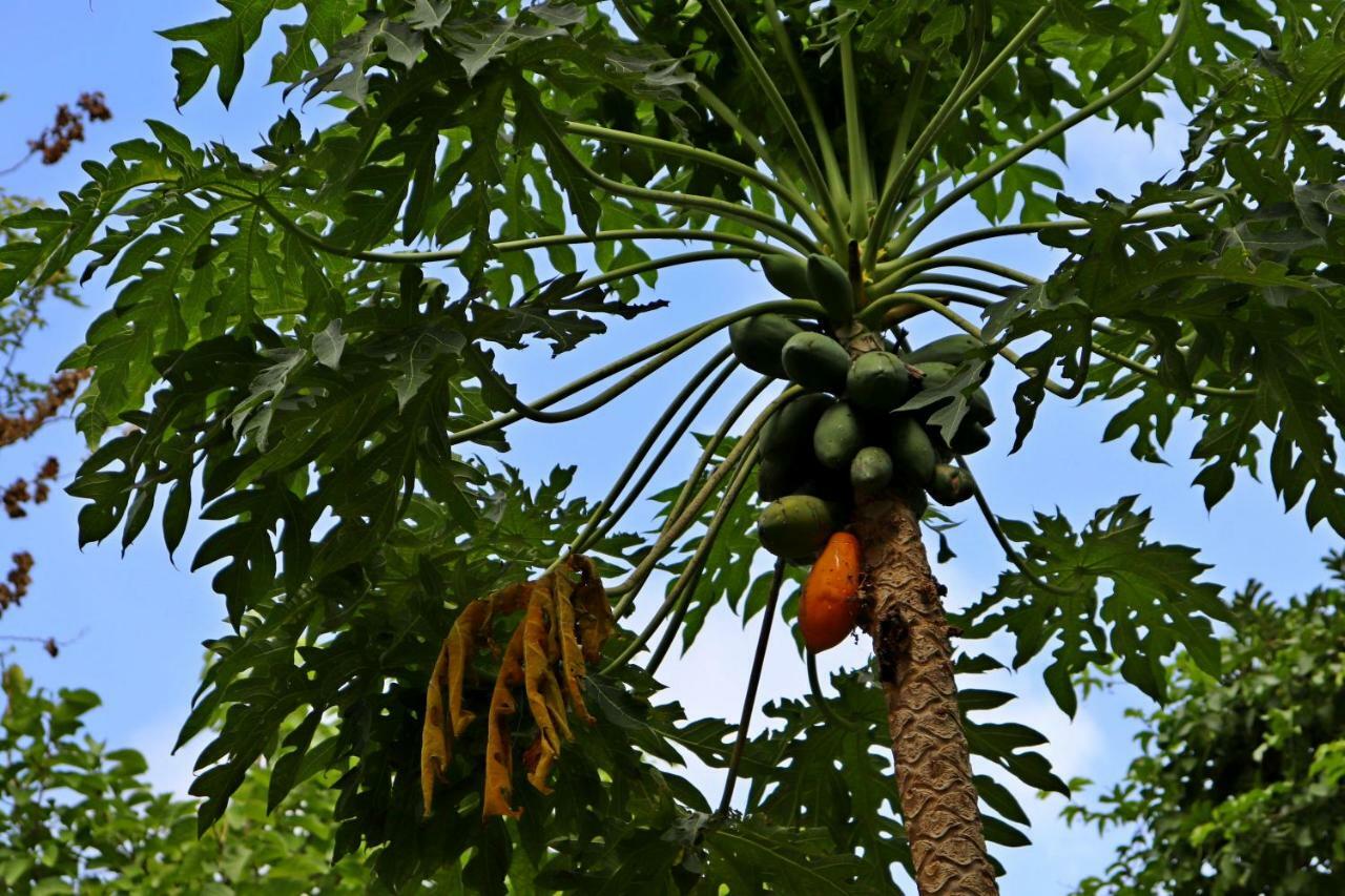 Casa Del Bosque Cancun Dış mekan fotoğraf